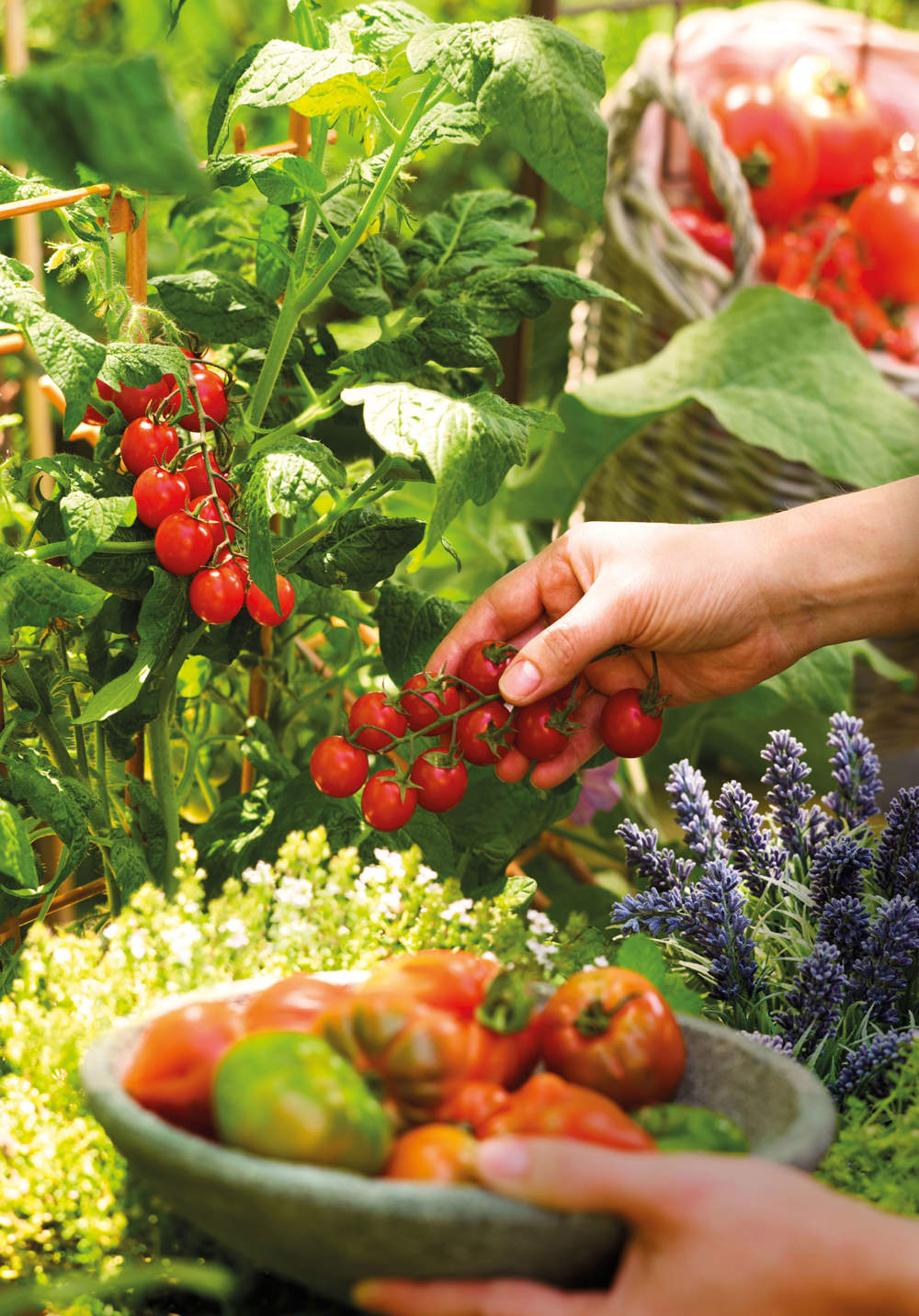 Huerto de primavera plantar tomates