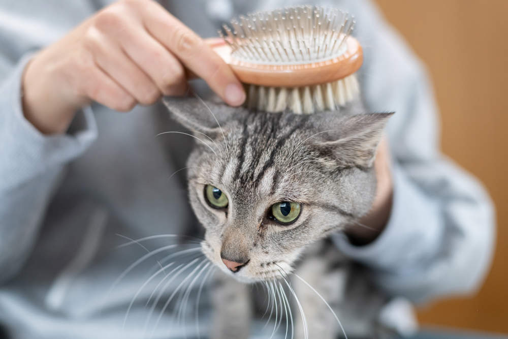 Mujer cepillando a un gato