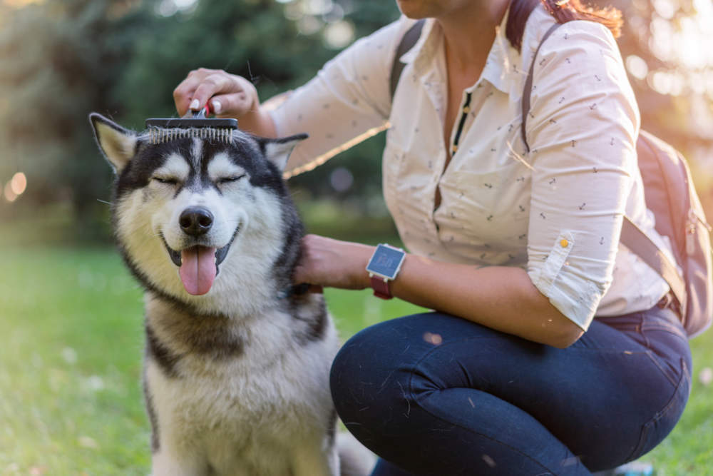 Mujer cepillando a un perro