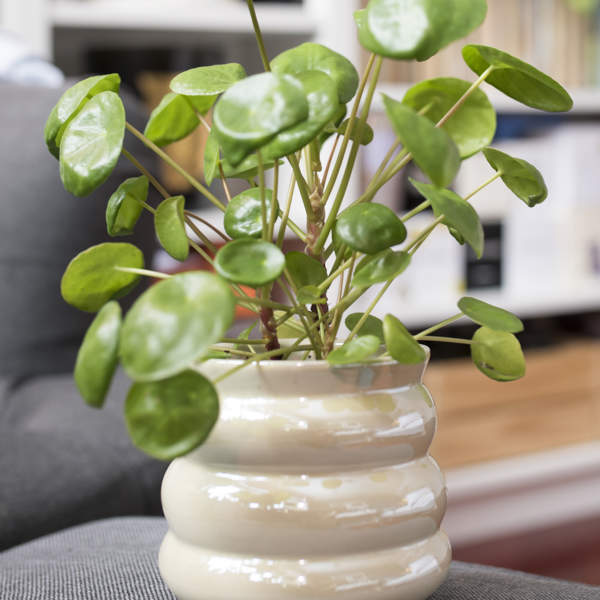 Decorativa y muy fácil de cuidar: así es la Pilea greyzy, la exótica planta que purifica el aire y es ideal para dormitorios