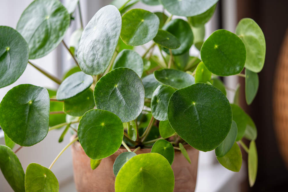 pilea greyzy