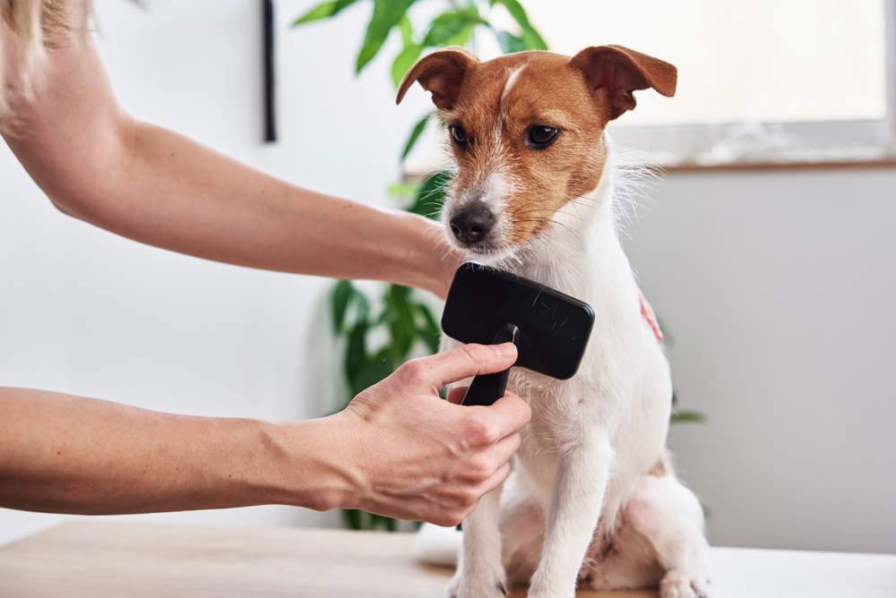 Mujer cepillando a un perro