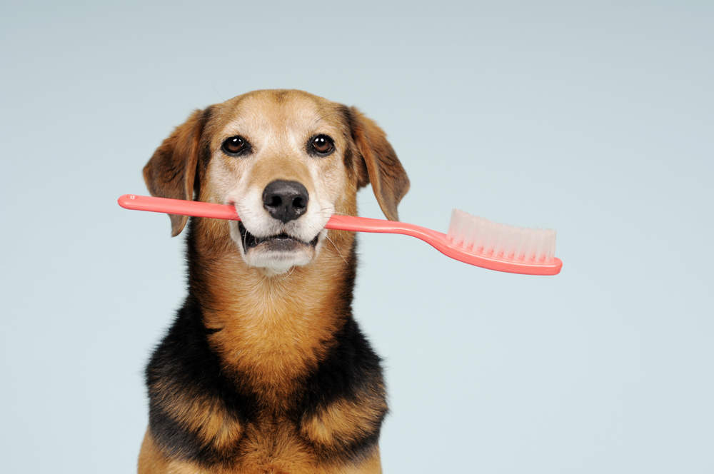 Perro con cepillo de dientes