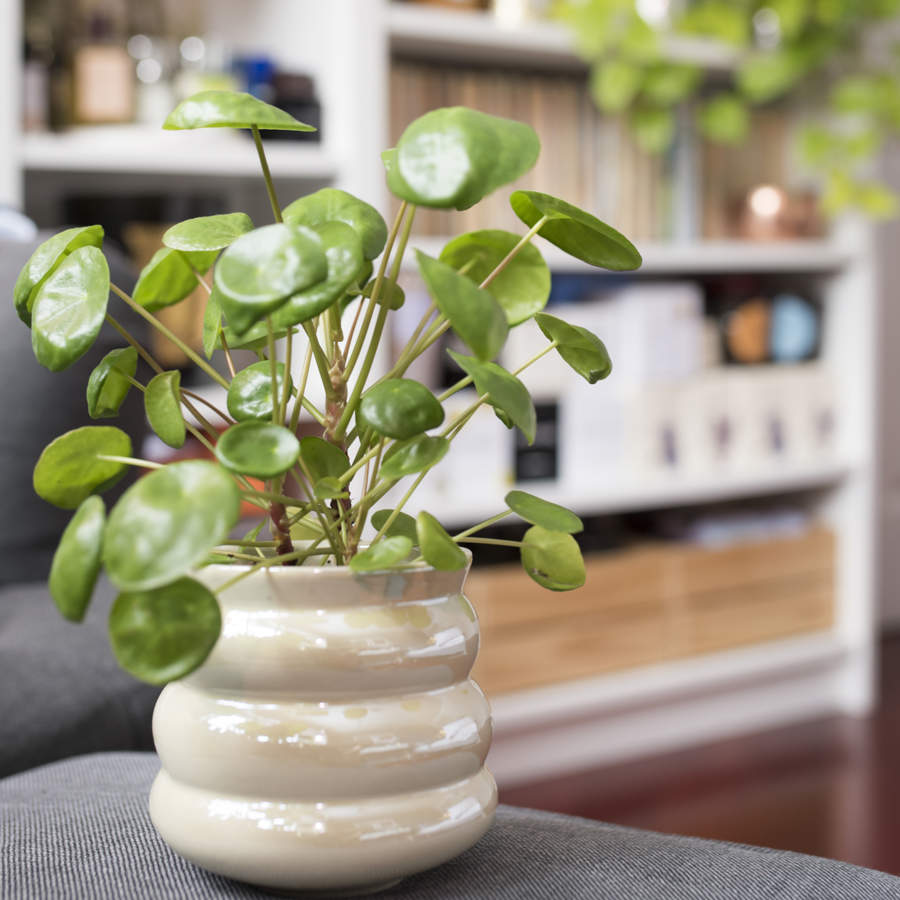 pilea greyzy planta