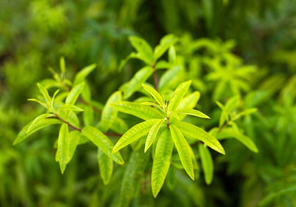 Planta de Aloysia citriodora