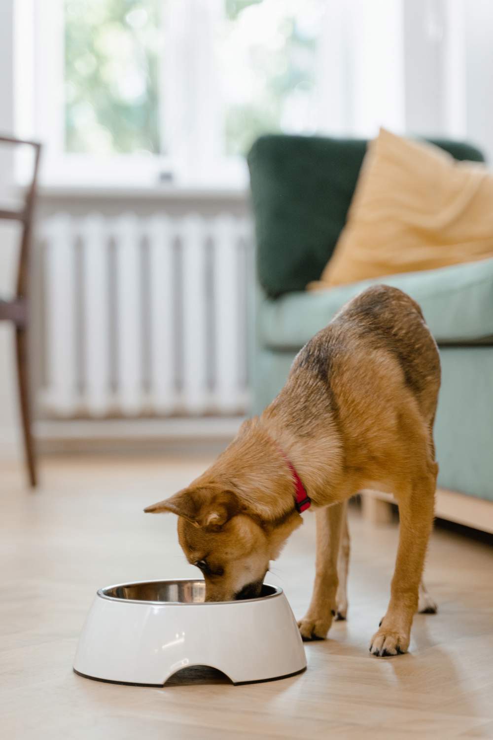 Un perro comiendo