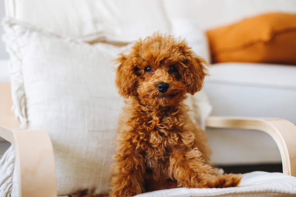 Un perro con el pelo limpio