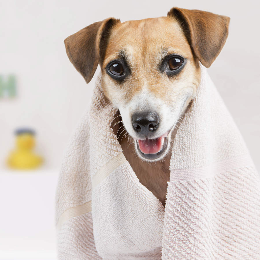 Un perro en el baño