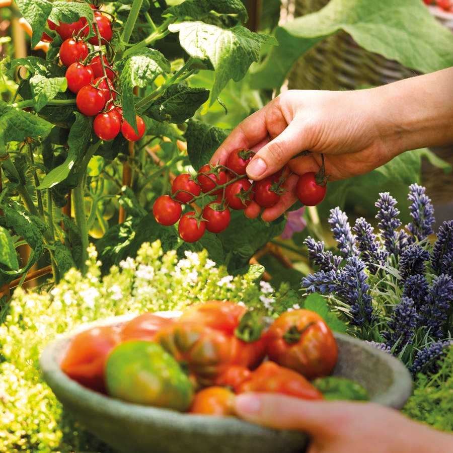 Huerto de primavera plantar tomates