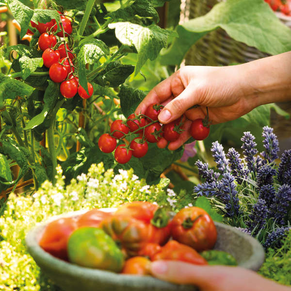 Trucos y consejos infalibles para que tus tomateras crezcan rápido y den muchos tomates