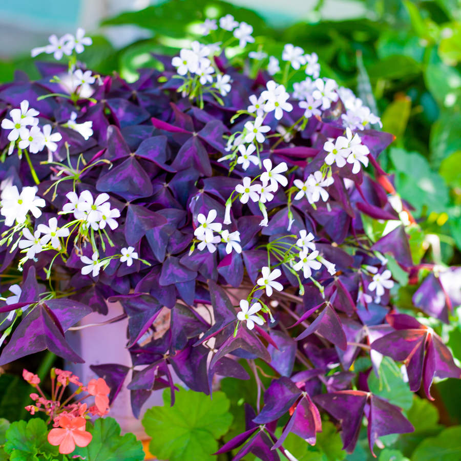 oxalis triangularis flores blancas