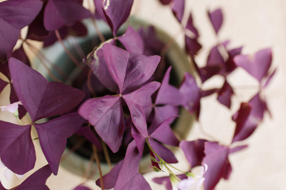 oxalis triangularis planta flor morado