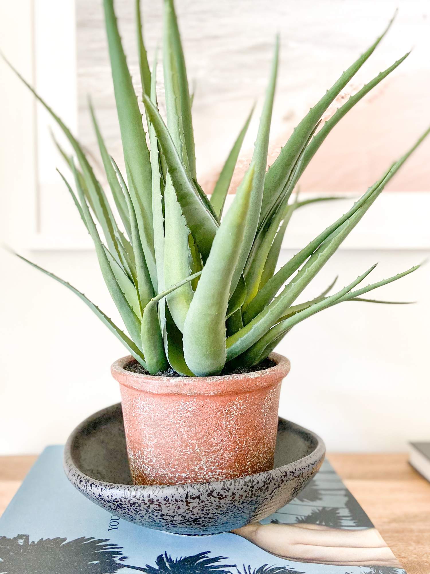 Aloe Vera (Aloe barbadensis)