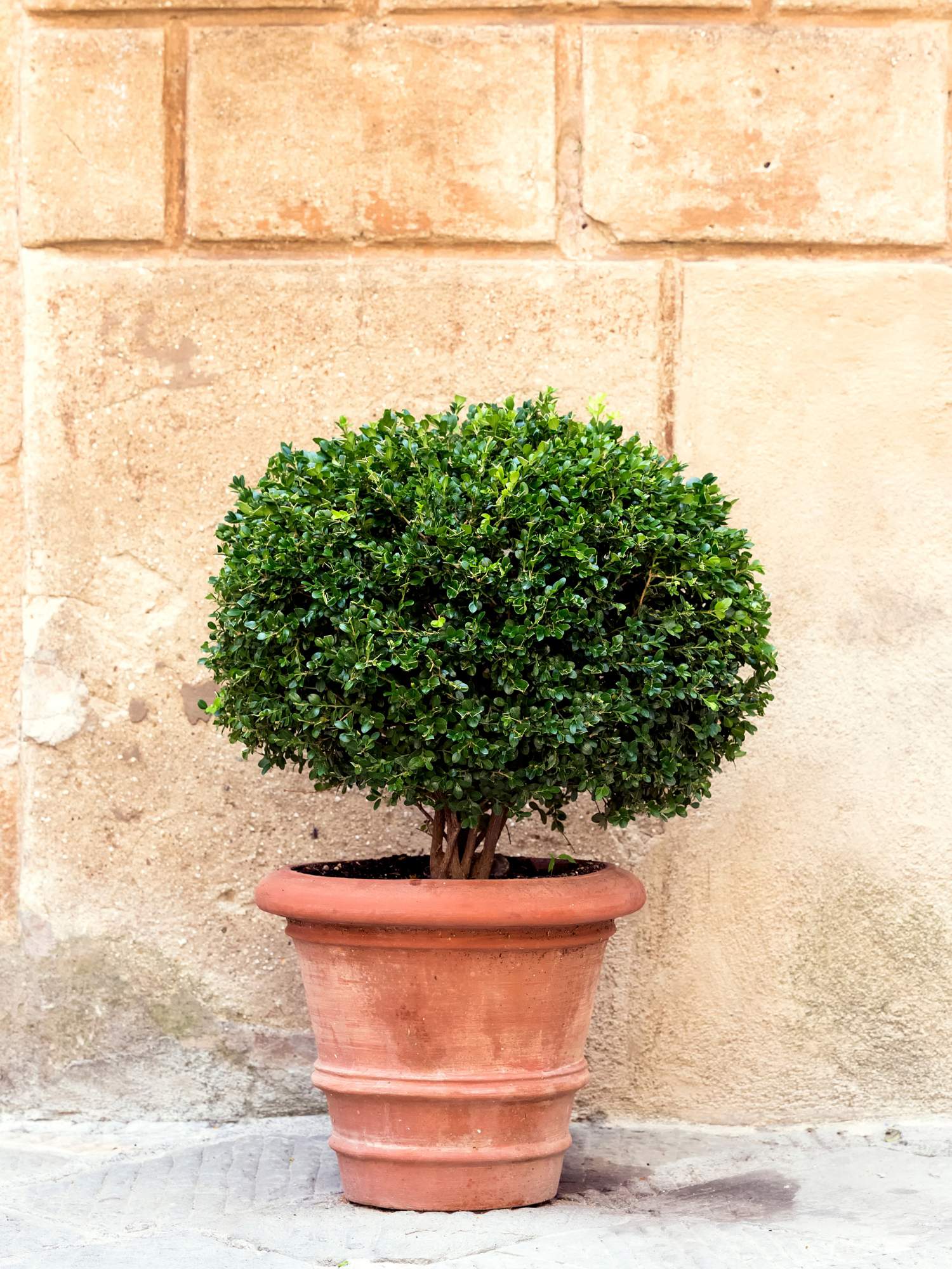 Boj (Buxus sempervirens)