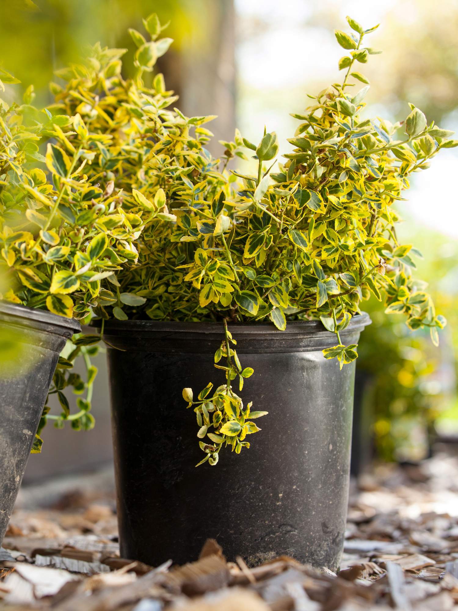 Euónimo (Euonymus japonicus)