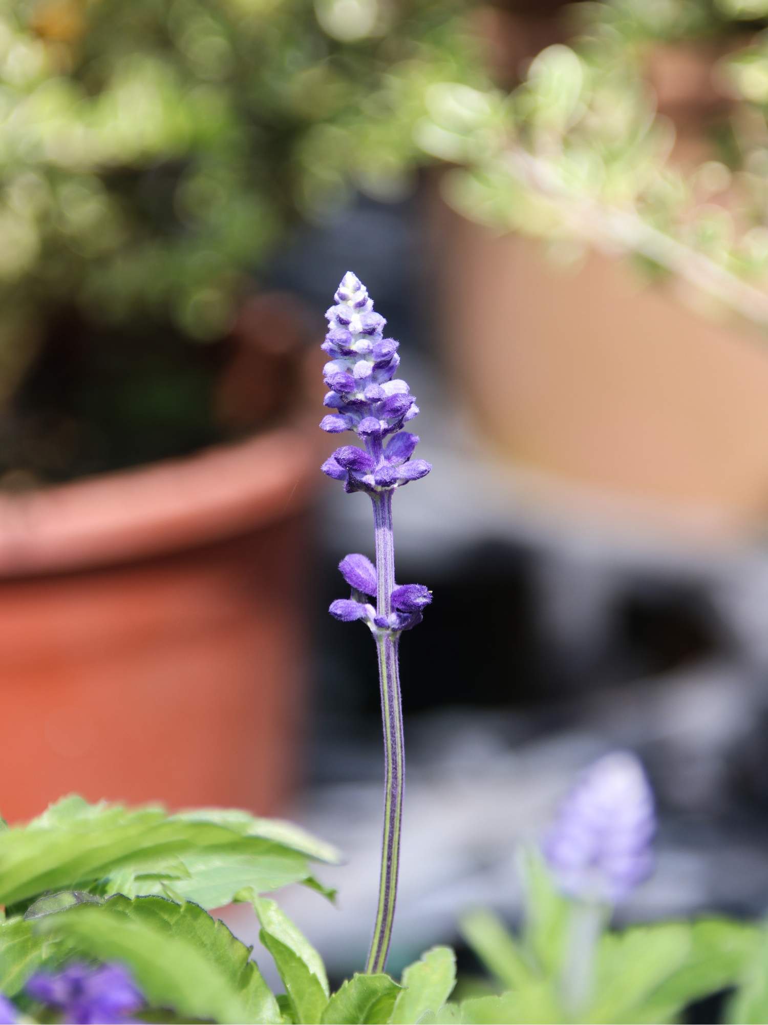  Salvia (Salvia officinalis)