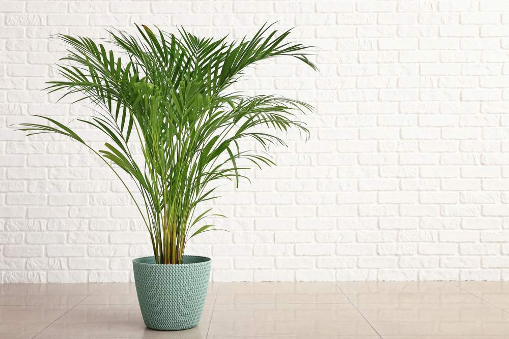 Palmera areca