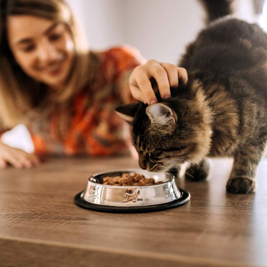 Descubre los beneficios de la comida húmeda para tu mascota en verano