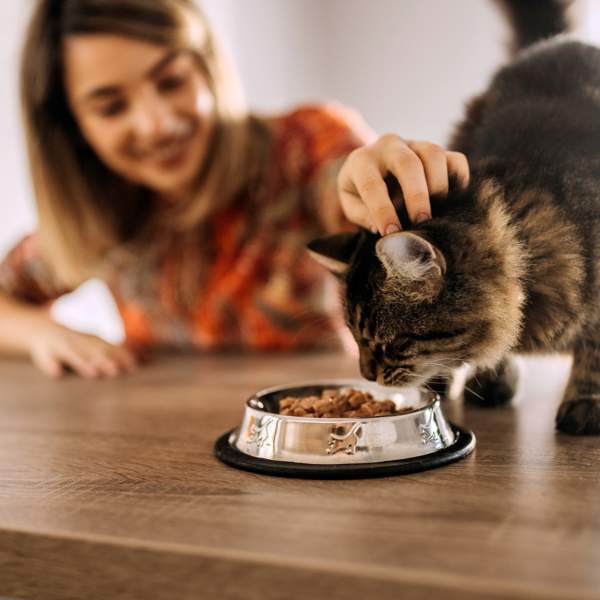 Descubre los beneficios de la comida húmeda para tu mascota en verano: 10 propuestas de marcas premium que le encantarán