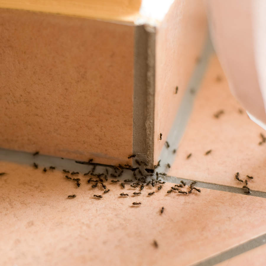 Las hormigas son una plaga común en muchos hogar durante el verano.