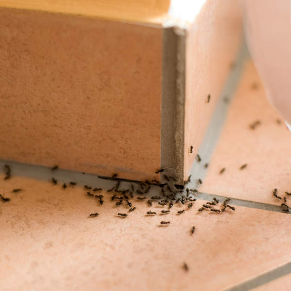 8 productos eficaces para eliminar cucarachas, hormigas y otras plagas indeseadas de nuestra casa