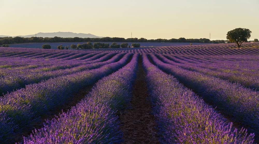 lavanda