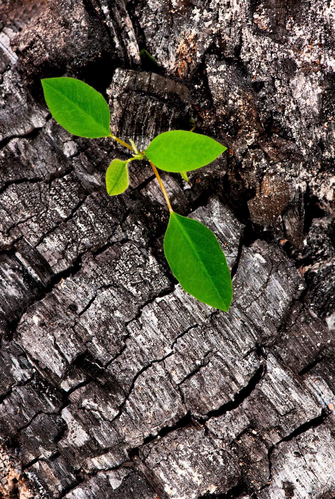 Ceniza de madera