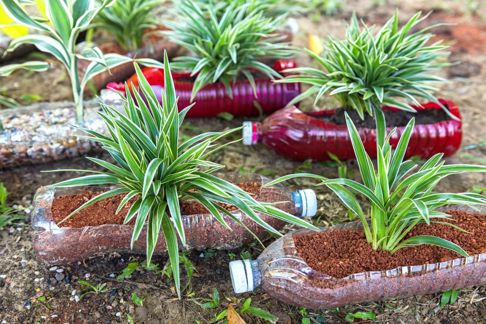 Botella de plástico plantas