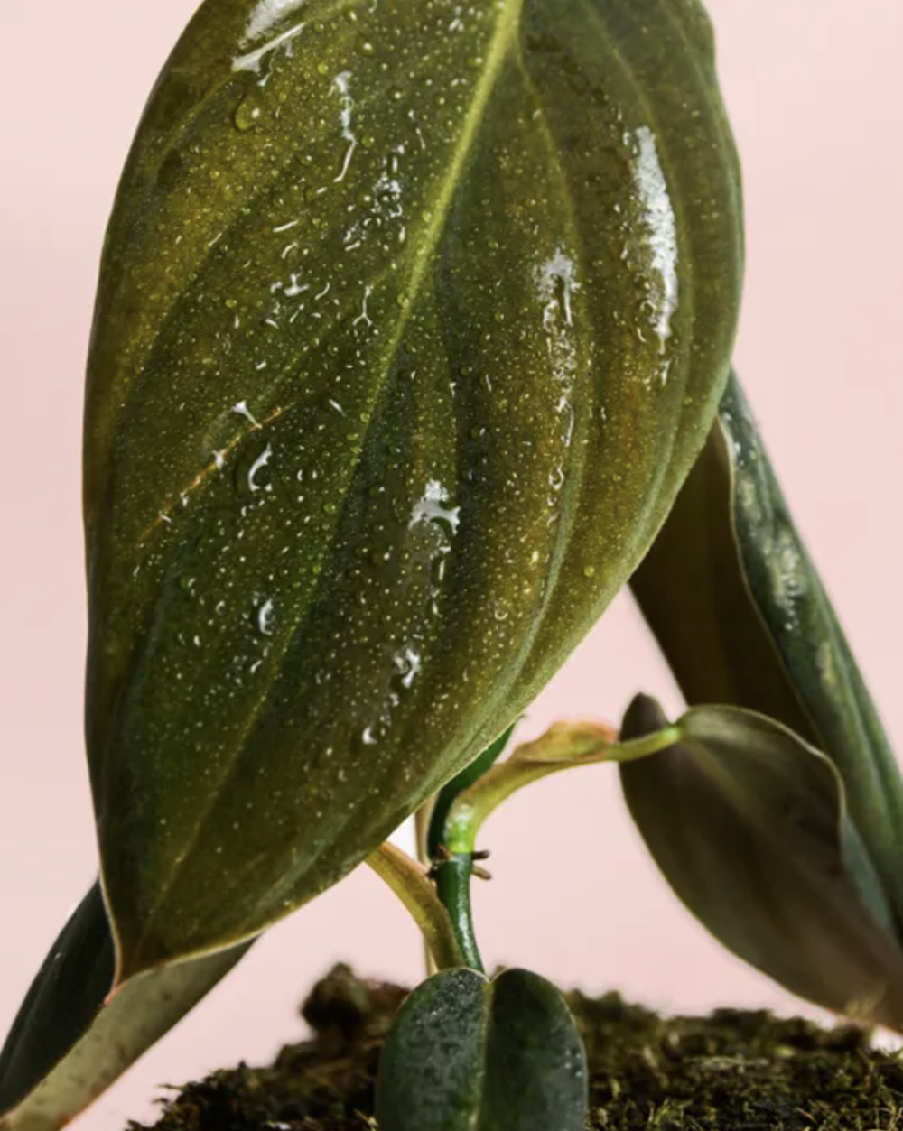 philodendron gigas