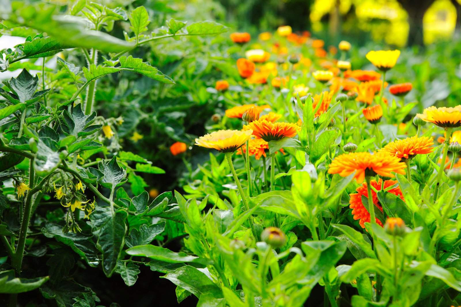 Pon plantas compañeras