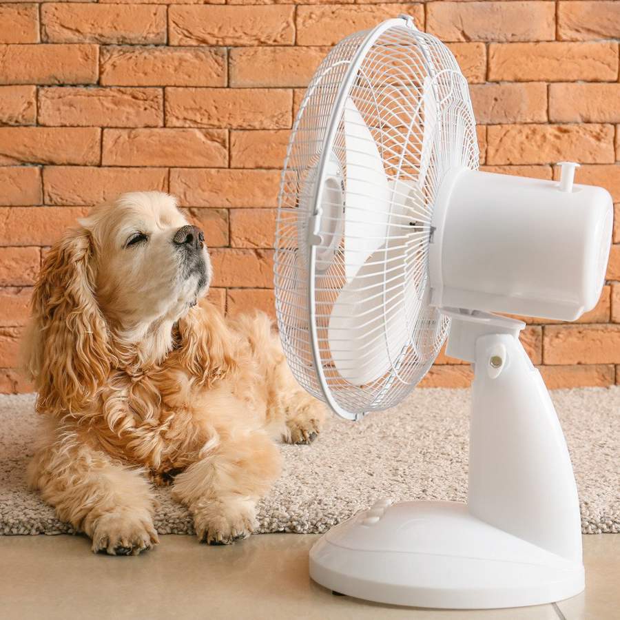 Perro con ventilador 