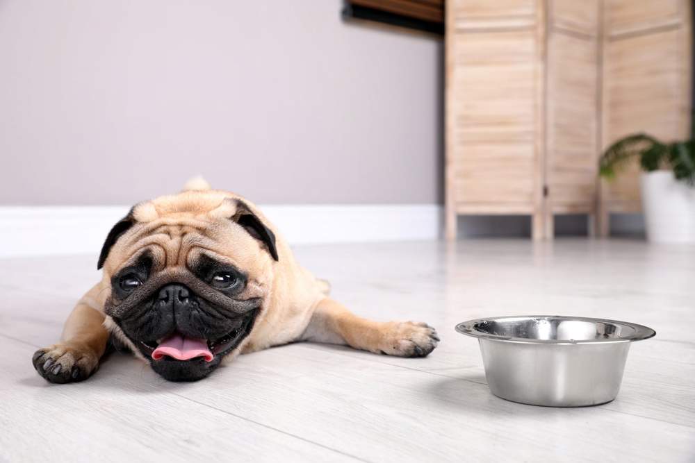 Perro Pug con agua 