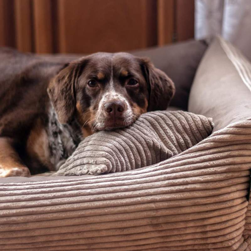 Cama para perro desenfundable y lavable Otto