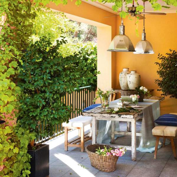 Plantas trepadoras FÁCILES de cuidar para decirle adiós al calor en la terraza: ideales para decorar y muy bonitas