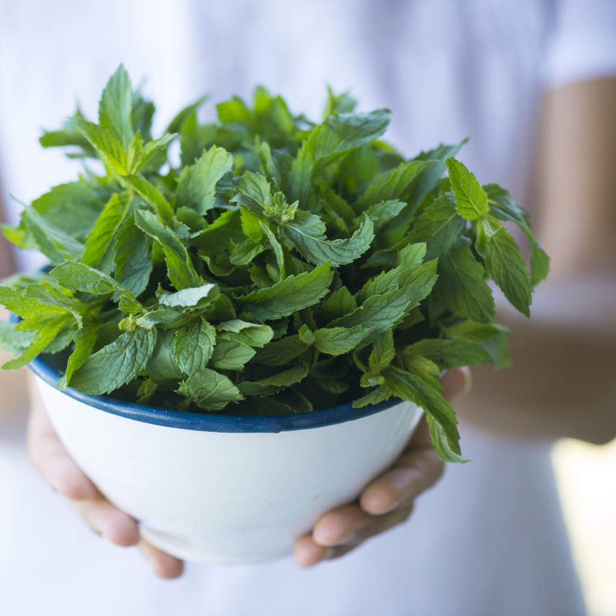 menta planta aromatica