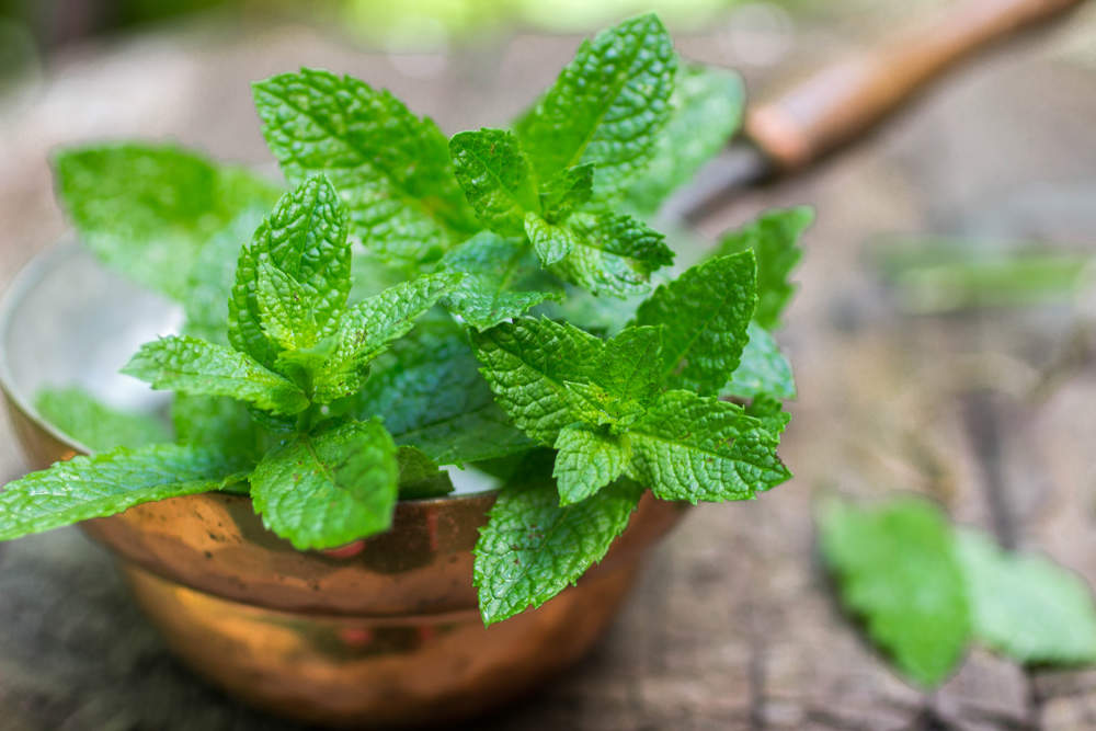 menta planta hojas