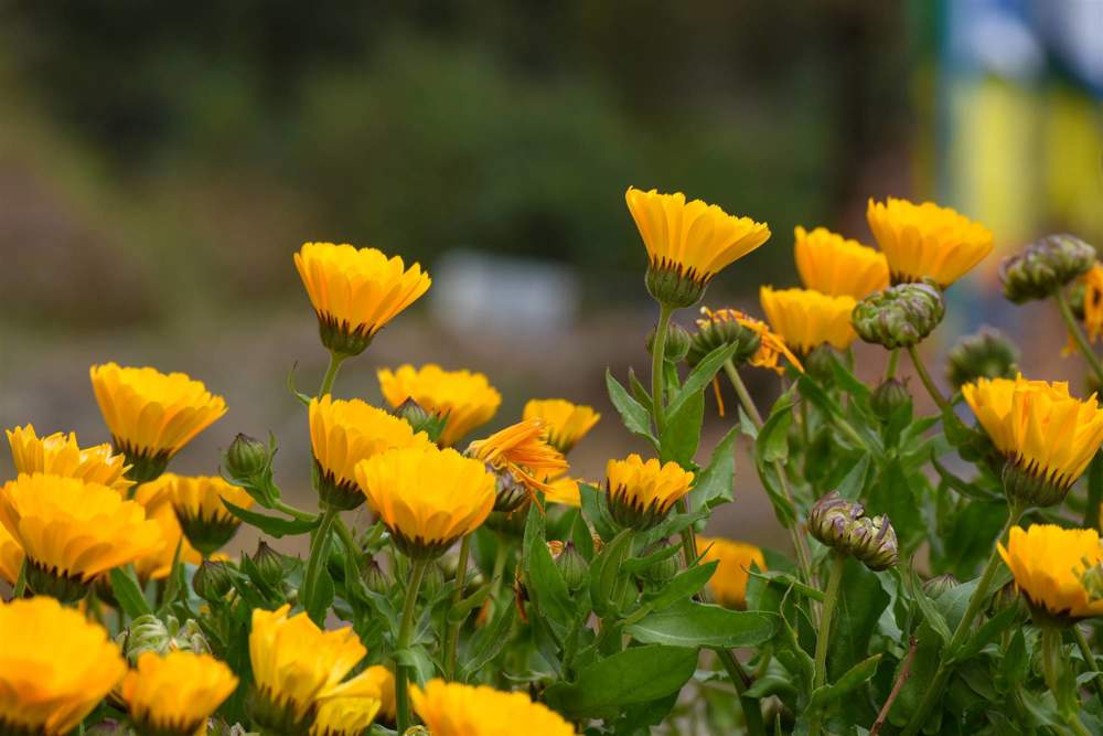 calendula-plantas-y-flores-de-otoño