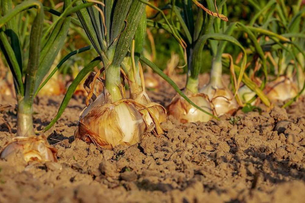 cebollas plantadas en el huerto