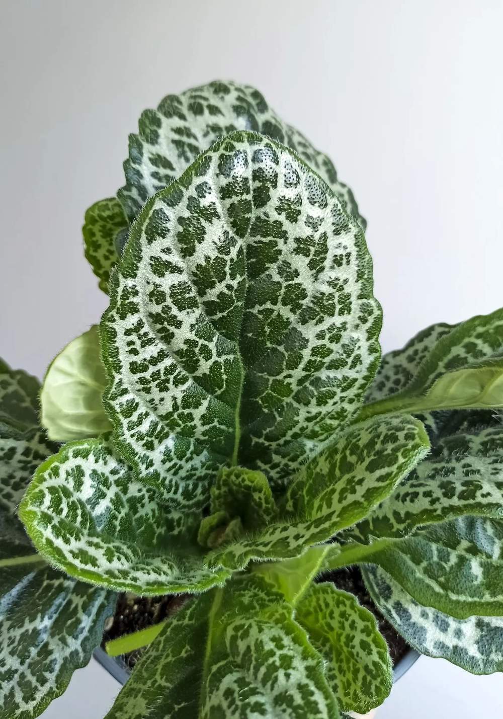 streptocarpus turtle hojas