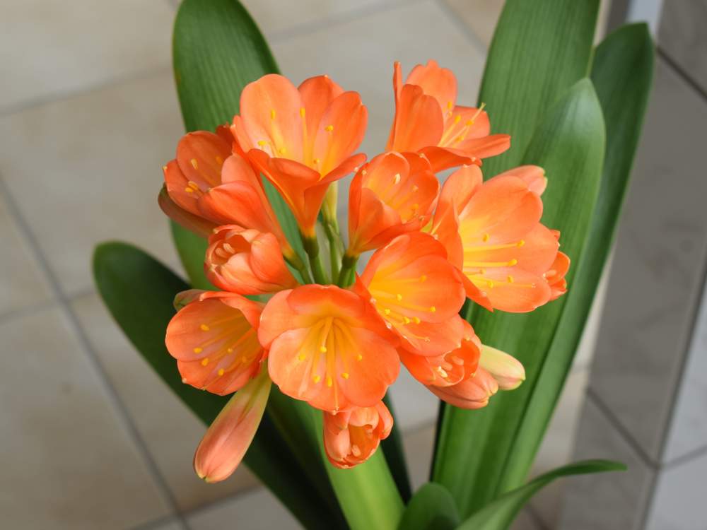 Clivia con flores naranjas