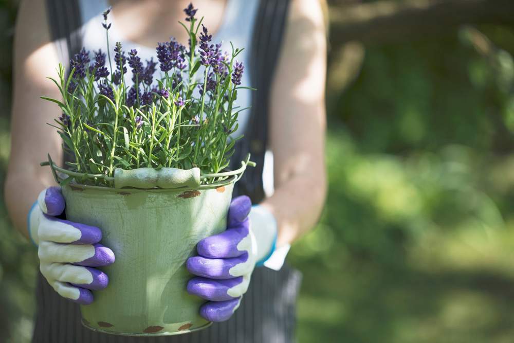 Lavanda 