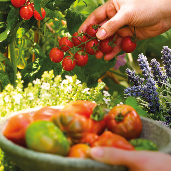 ¿Qué plantar en agosto en el huerto urbano? Estas son las hortalizas que puedes cultivar ahora para comértelas en otoño