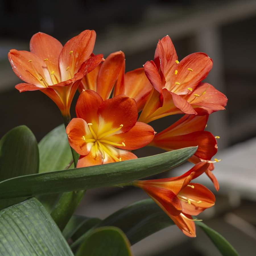 Sigue estos consejos para cuidar tu clivia y verás qué rápido florecen sus flores