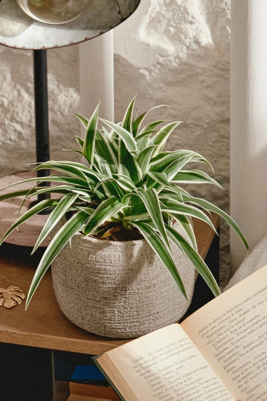 Comosum Ocean comprar plantas online plantas de interior decoracion 3 1024x (1)