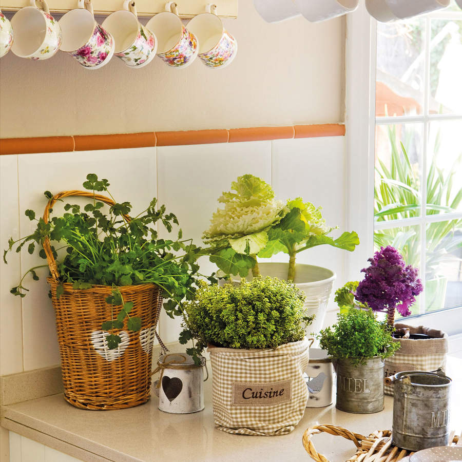 Detalle encimera de cocina con plantas aromáticas