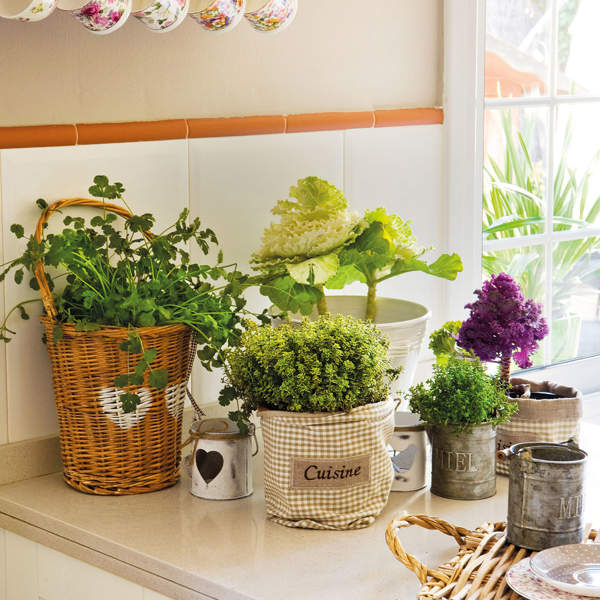 Detalle encimera de cocina con plantas aromáticas