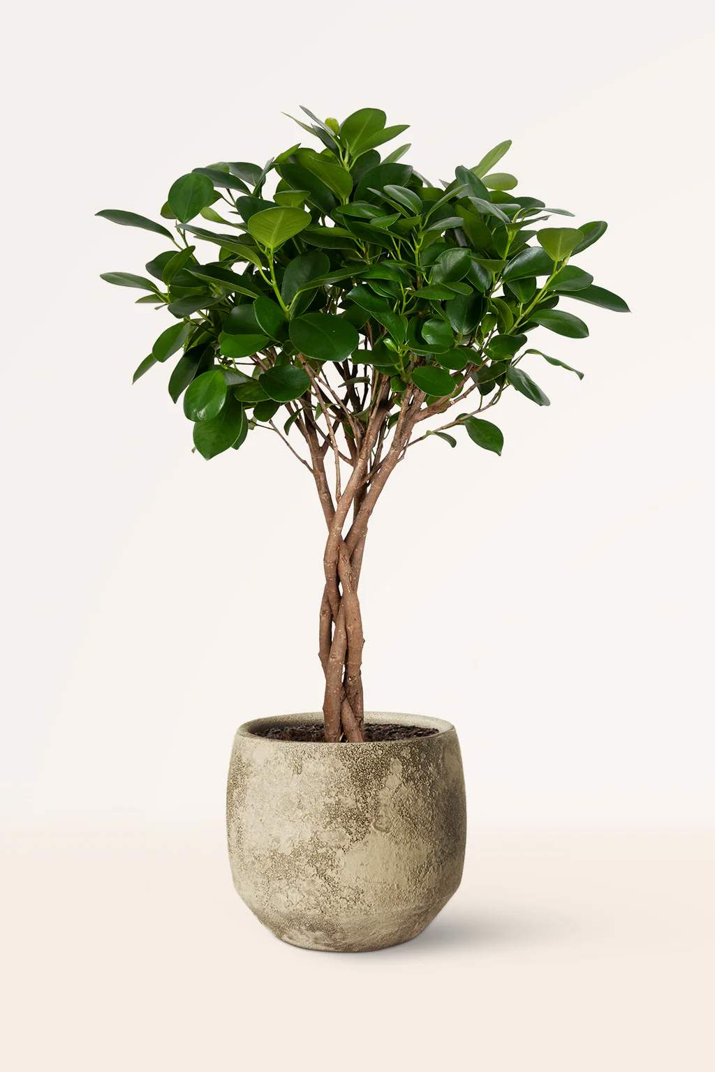 Ficus moclame 