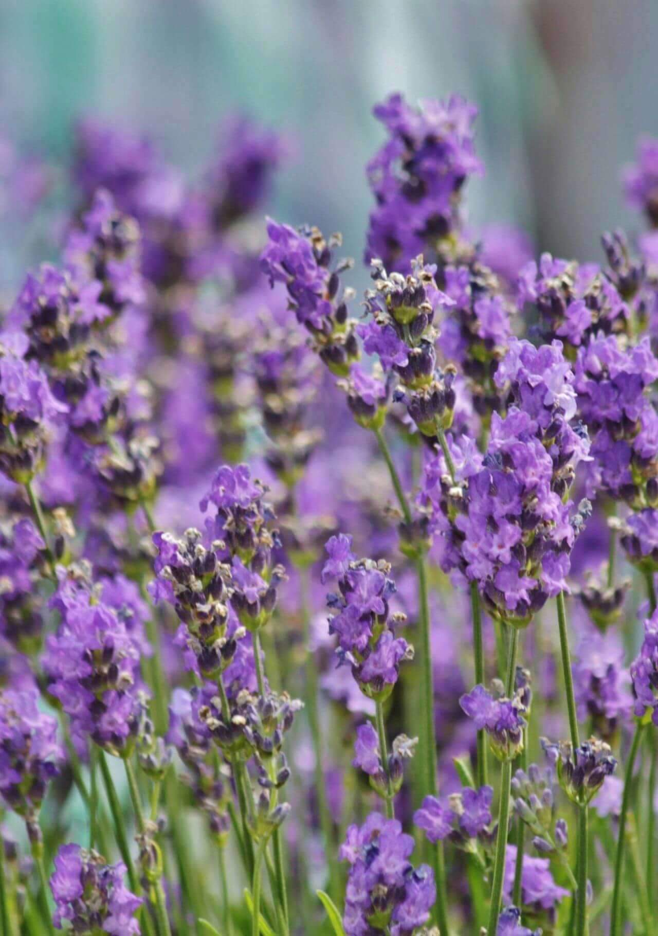 lavanda