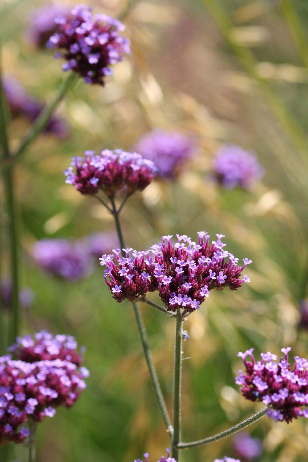 Verbena