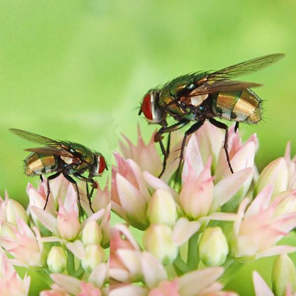 Paula Seiton, experta en limpieza: "Este es el potente repelente de insectos viral que no lleva tóxicos y FUNCIONA"